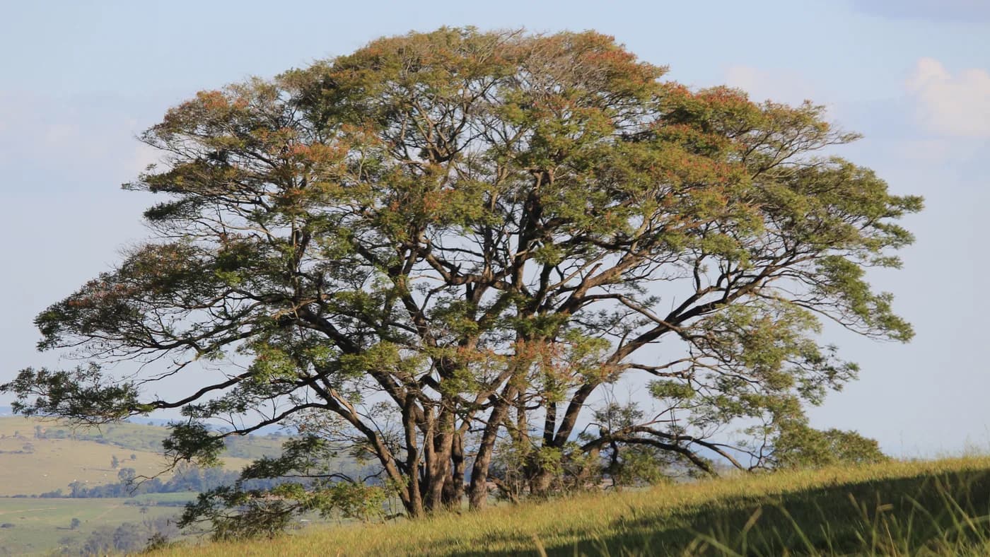 Chácara ou terreno rural em Jaguariúna: o que conferir antes de comprar